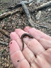 Plethodontidae