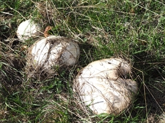 Agaricus arvensis