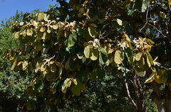 Pterospermum acerifolium