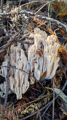 Ramaria acrisiccescens