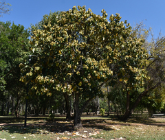 Pterospermum acerifolium