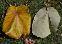 Pterospermum acerifolium