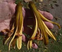 Pterospermum acerifolium