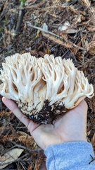 Ramaria acrisiccescens