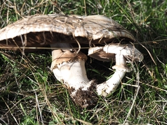 Agaricus arvensis