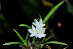 Rodriguezia bracteata