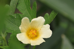 Modiolastrum lateritum