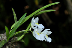 Rodriguezia bracteata