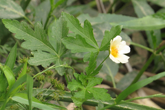 Modiolastrum lateritum