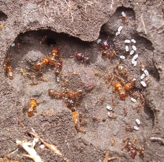 Pheidole vigilans