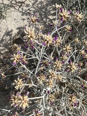 Psorothamnus emoryi emoryi