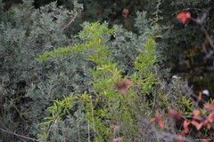 Pyracantha angustifolia