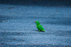 Trichoglossus chlorolepidotus