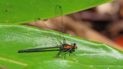 Austroargiolestes aureus