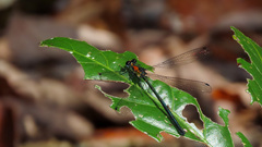 Austroargiolestes aureus