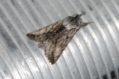 Pleromelloida cinerea