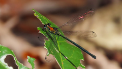 Austroargiolestes aureus