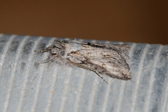 Pleromelloida cinerea