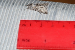 Pleromelloida cinerea