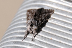 Pleromelloida cinerea