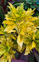 Codiaeum variegatum pictum