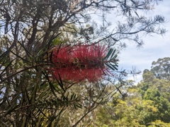 Melaleuca