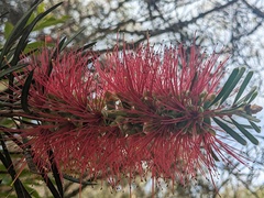 Melaleuca