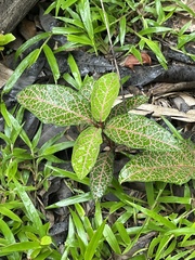Echites rubrovenosus