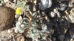 Trichoptilium incisum