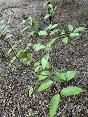 Calycanthus occidentalis