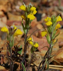 Castilleja lasiorhyncha