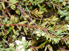 Pimelea prostrata vulcanica