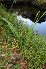 Sparganium eurycarpum
