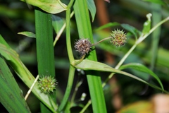 Sparganium eurycarpum