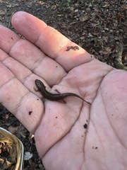Plethodontidae