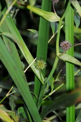 Sparganium eurycarpum