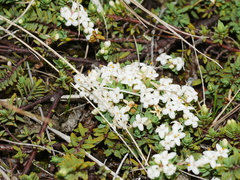 Pimelea prostrata vulcanica
