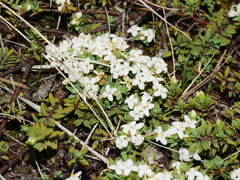 Pimelea prostrata vulcanica