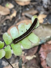 Callopistria floridensis