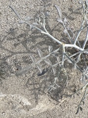 Psorothamnus emoryi emoryi