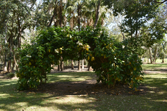 Beaumontia grandiflora