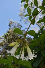 Beaumontia grandiflora