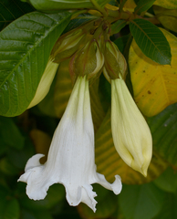 Beaumontia grandiflora