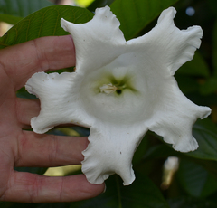 Beaumontia grandiflora
