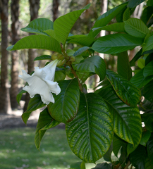 Beaumontia grandiflora