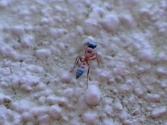 Pseudomyrmex gracilis