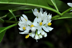 Solanum pseudoquina