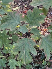 Hydrangea quercifolia