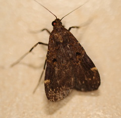 Hydrillodes funestalis