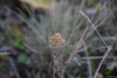 Dactylis glomerata hispanica